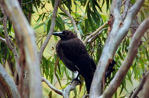 Crow, Little, 2007-12150421 Belair National Park, AU